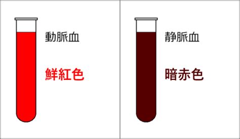 鮮紅色 暗赤色|酸素ヘモグロビンはどうして鮮紅色なのでしょうか？